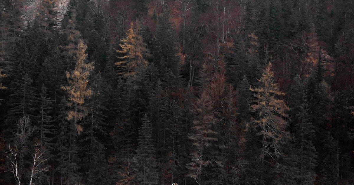 Budget Cabin Rentals in Great Smoky Mountains